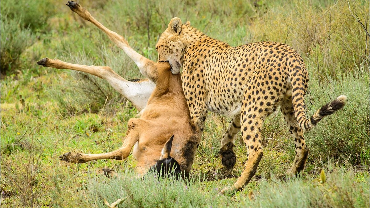 Wildlife-of-Serengeti-National-Park-1200×675
