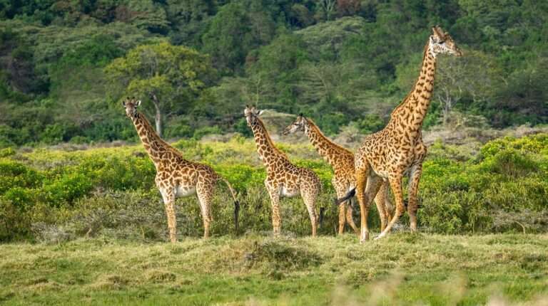 giraffes-7498918_1280