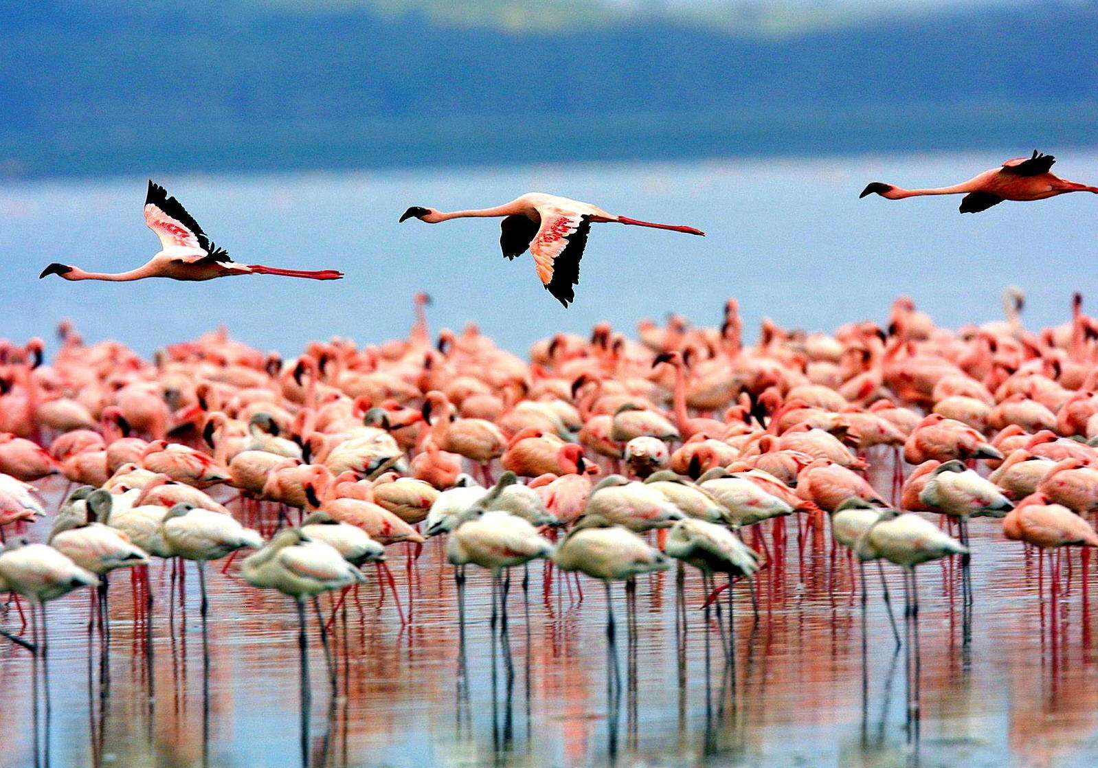 lake-manyara-birds-1