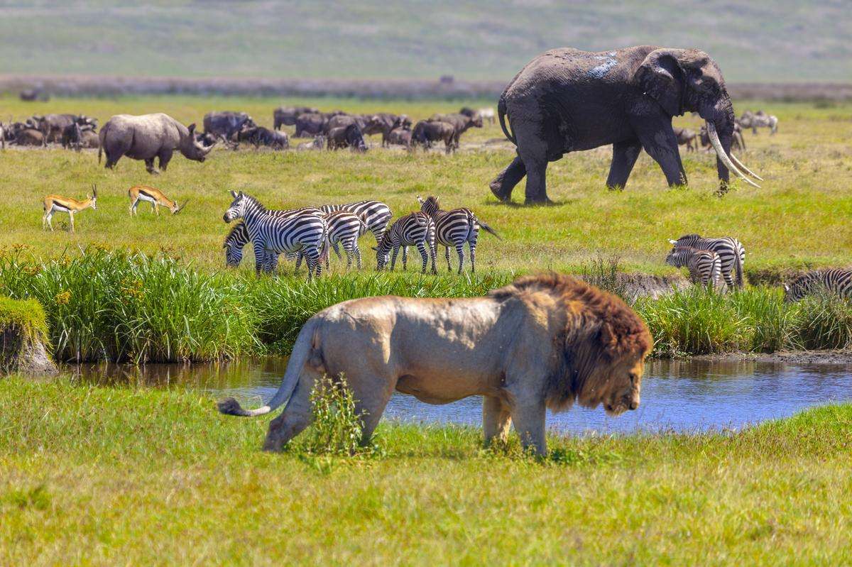serengeti 2