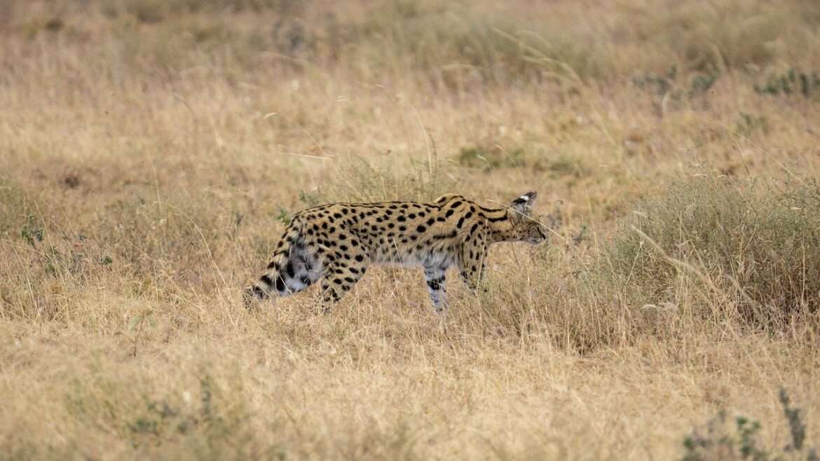 serval-7415368_1280-1170×658