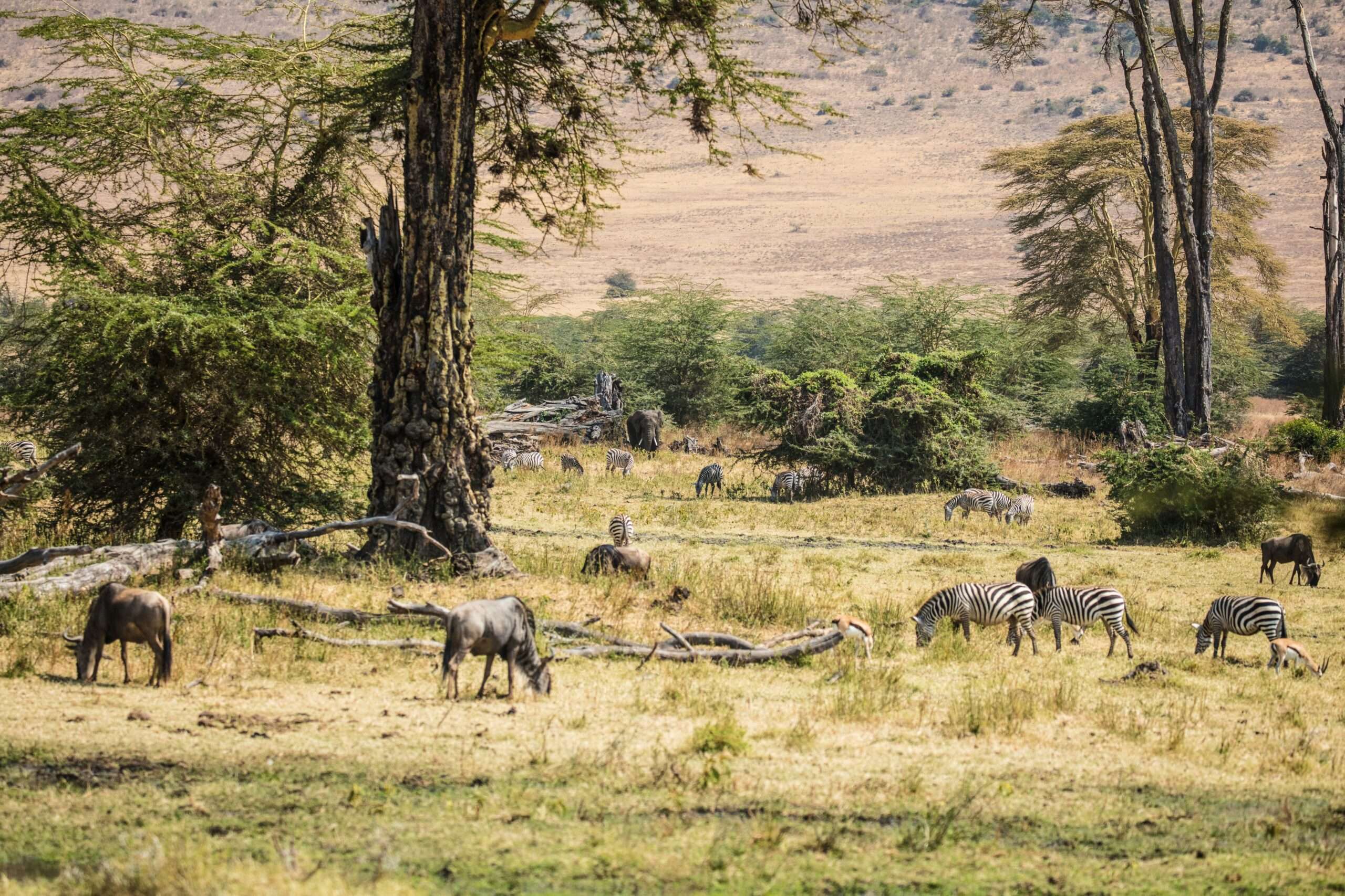 wolf-schram-O6Z87RnU3PA-unsplash