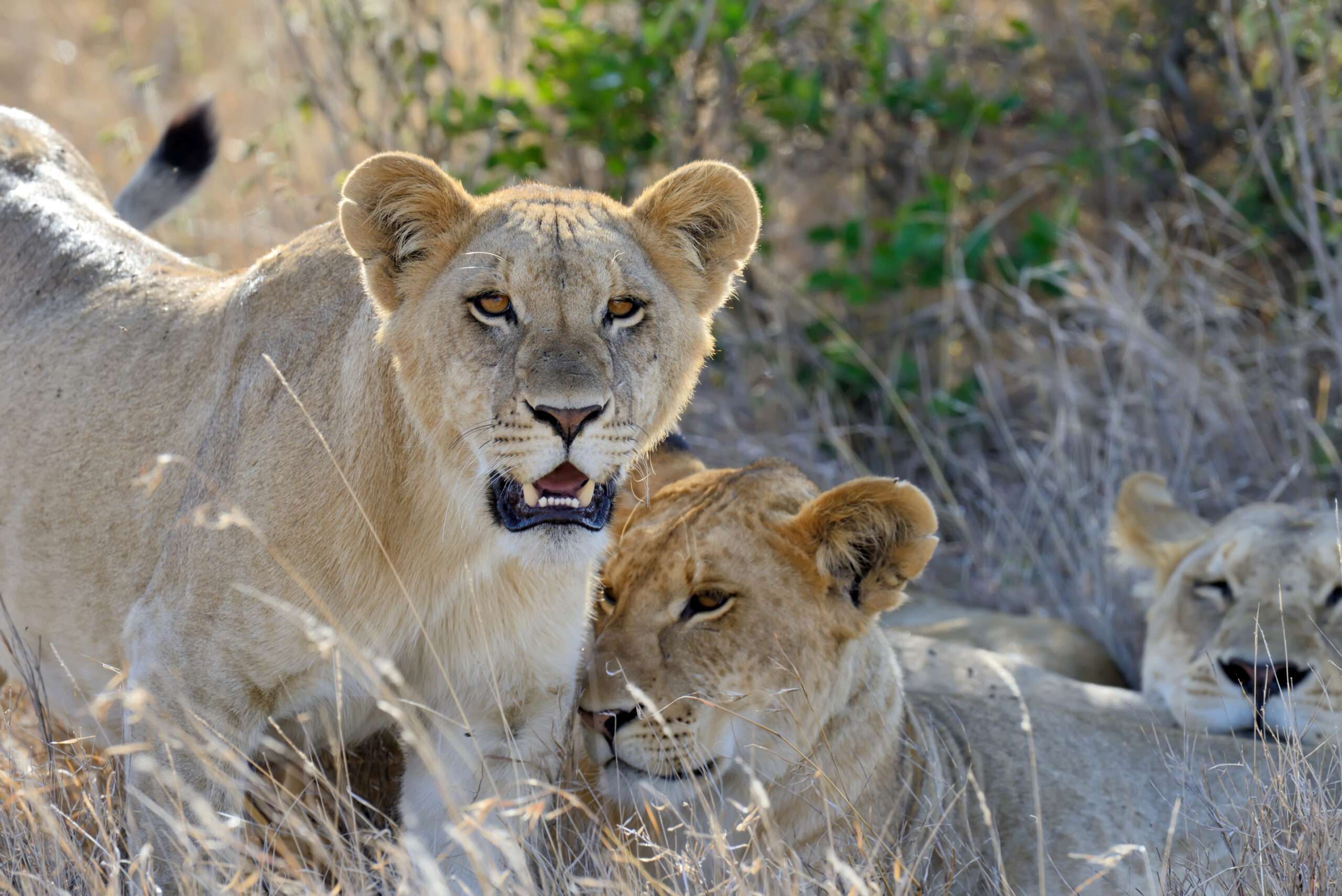 Close lion in National park of Kenya